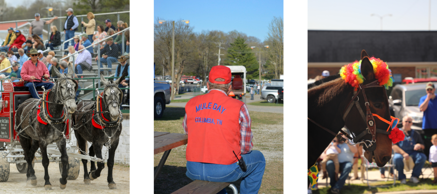 Mule Day 2026 Blog Image