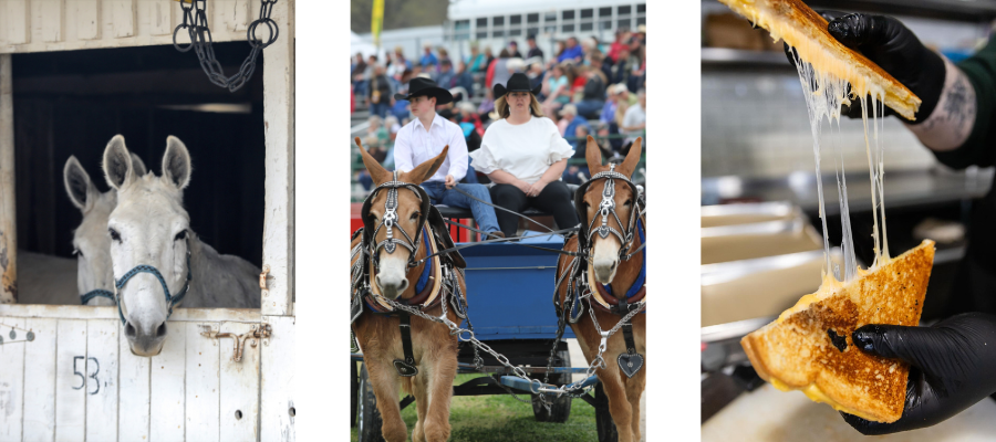 Mule Day 2026 Blog Image