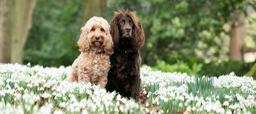 2 dogs- one sandy and one chocolate, amongst the Snowdrops