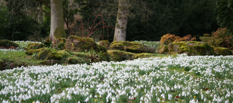 Snowdrops at Batsford Arb in spring