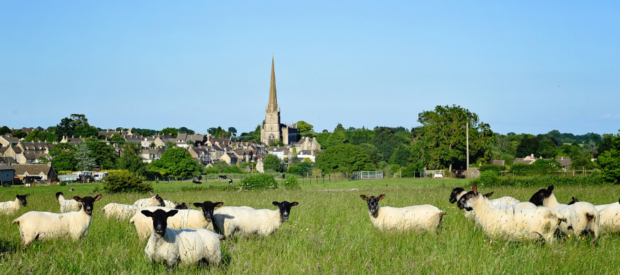 Tetbury countryside with sheep and church in the distance