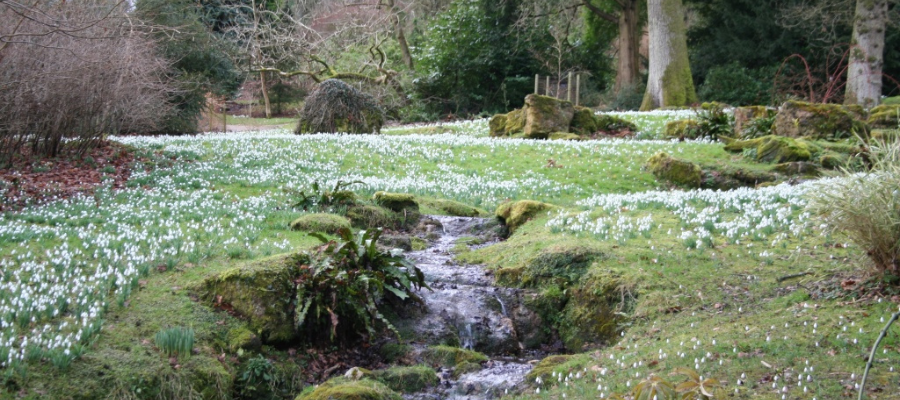 Batsford Snowdrops in the Cotswolds