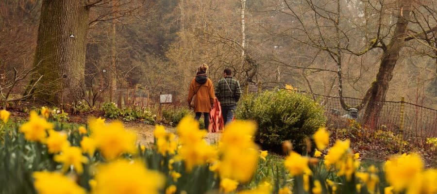 A couple walking past daffodils at Batsford Arboretum
