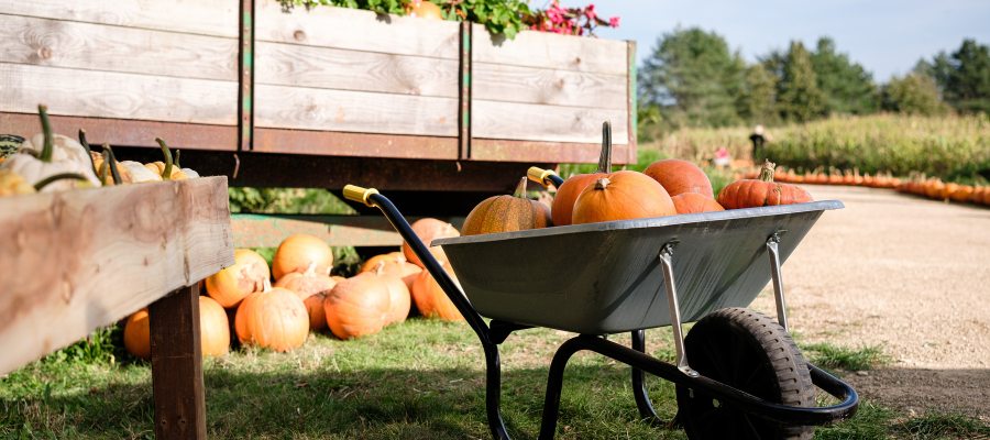 Cotswold Farm Park Pumpkin Patch- image has a wheelbarrow full of orange pumpkins, behind are more pumpkins laid on the green grass