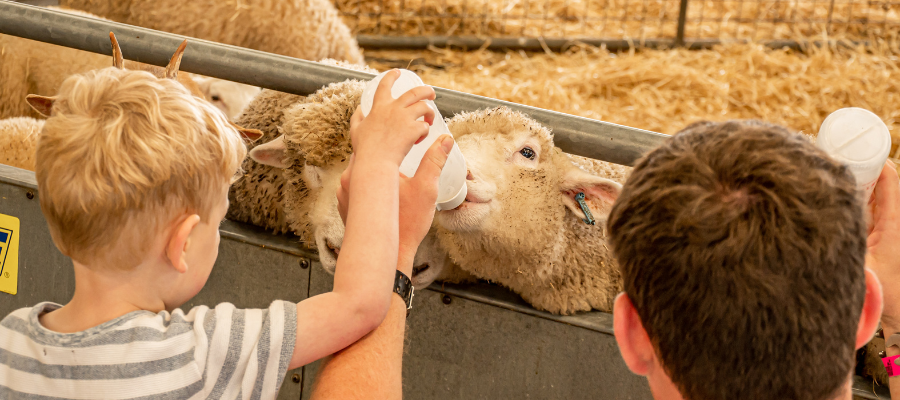 Cotswold Farm Park