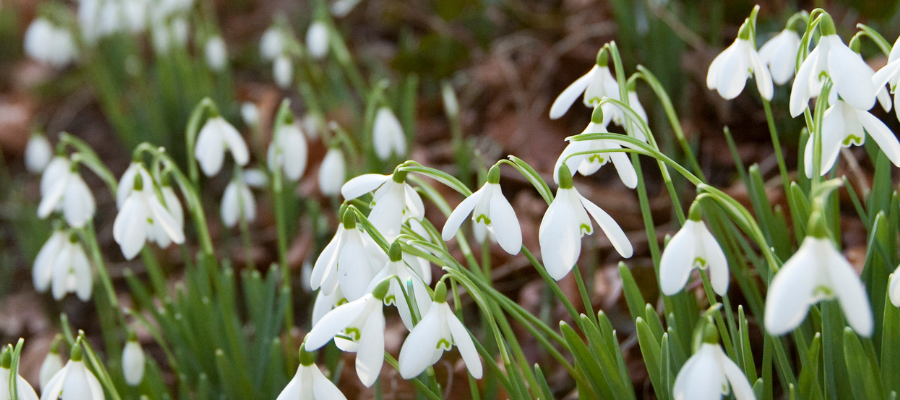 Cerney House snowdrops in the Cotswolds