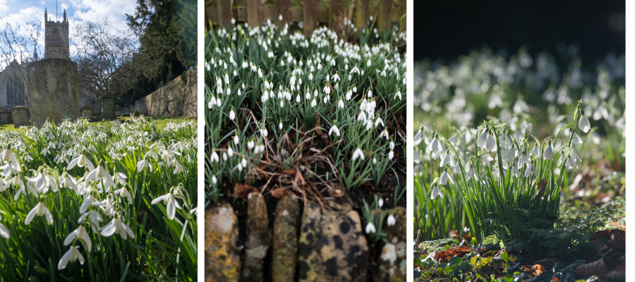 Colesbourne Snowdrops trio in the cotswolds
