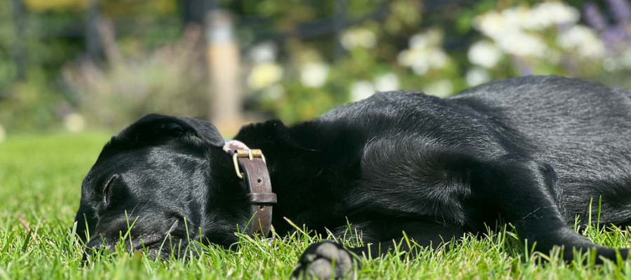 Dog laying in the grass at The Red Lion, Long Compton