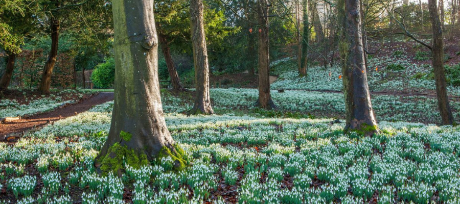Rococo Snowdrops in the Cotswolds
