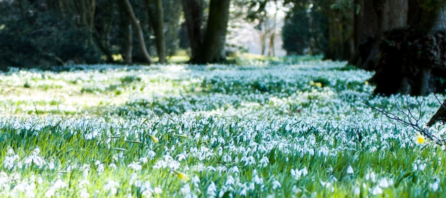Snowdrops in the Cotswolds