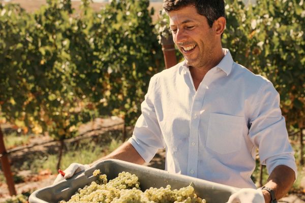Man carrying just picked grapes in Chandon vineyard