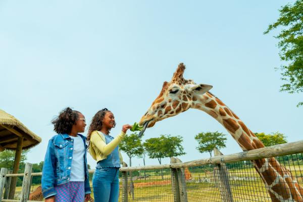 Two young girls feeding a giraffe at the Columbus Zoo & Aquarium