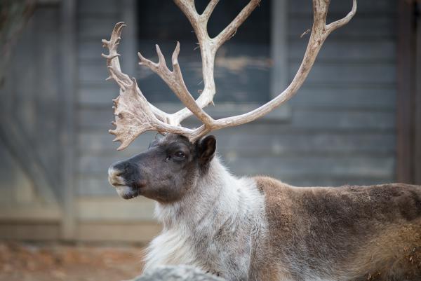 reindeer - zoo