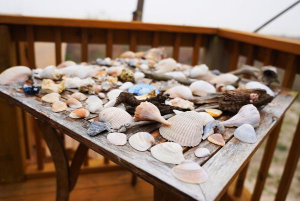 Turtle Beach Shells