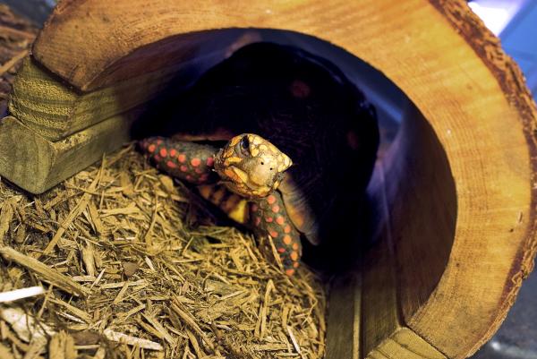 Turtle under a log