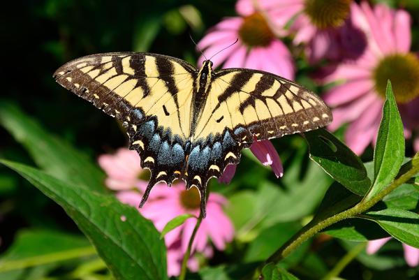 DTN - PPS - Events - Howard County Conservancy
