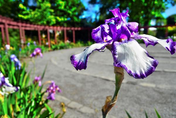 University of Tennessee Gardens