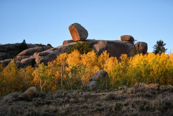 bright golden aspens in front of large granite rocks