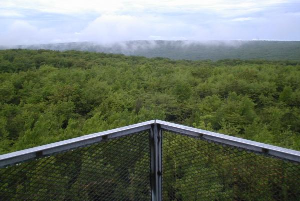 Forbes State Forest