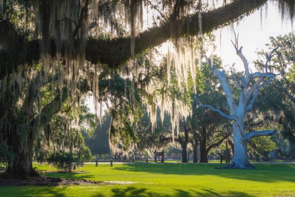 Fontainebleau State Park's ancient, moss-draped live oaks and wide open spaces
