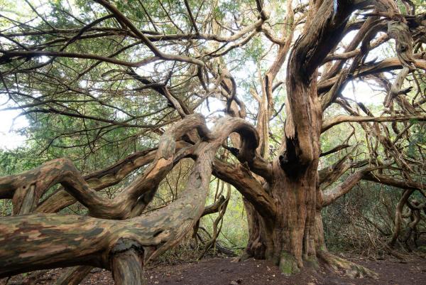 An ancient yew tree with branches stretching to the camera, in Kingley Vale, Sussex