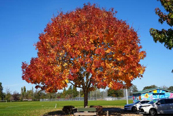 lakewood fall foliage