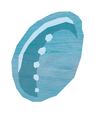Illustration of Paua