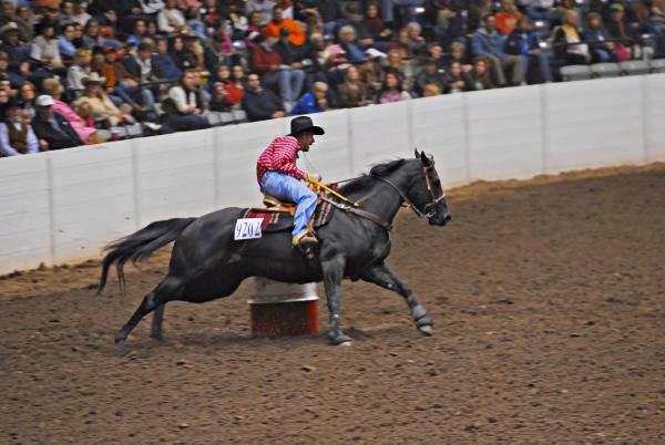 A man on a galloping horse during the All American Quarter Horse Congress.