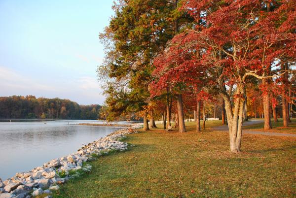 Fall Trees Lakefront
