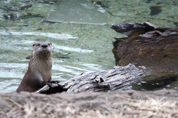 Otter at Dickerson Park Zoo