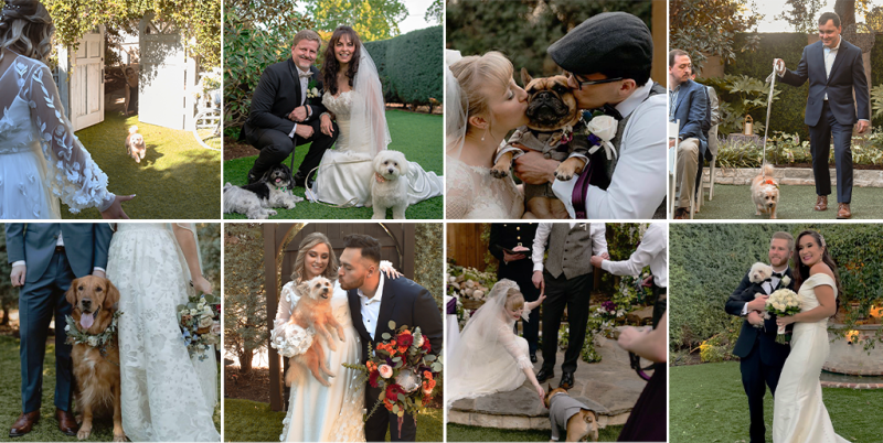 Variosu photos of dogs at weddings at Magnolia Terrace
