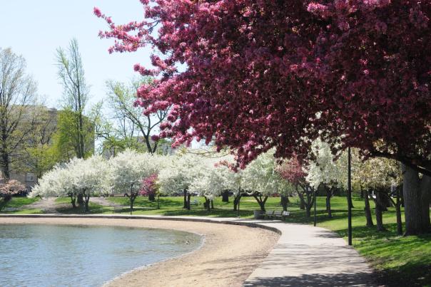 Cherry Blossom Festival