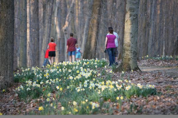 Daffodil Trail Furance Run Metro Parks