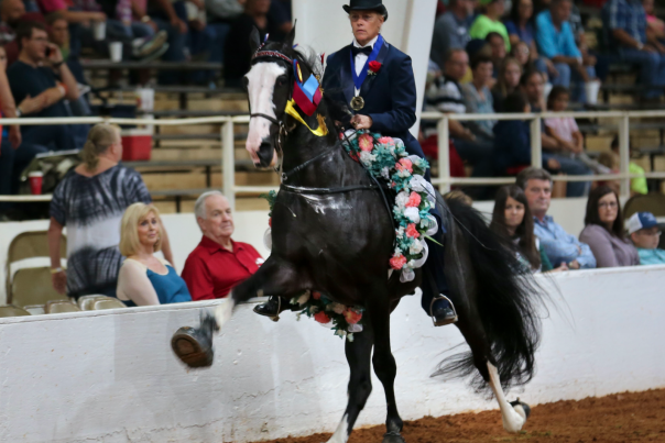 racking horse pic