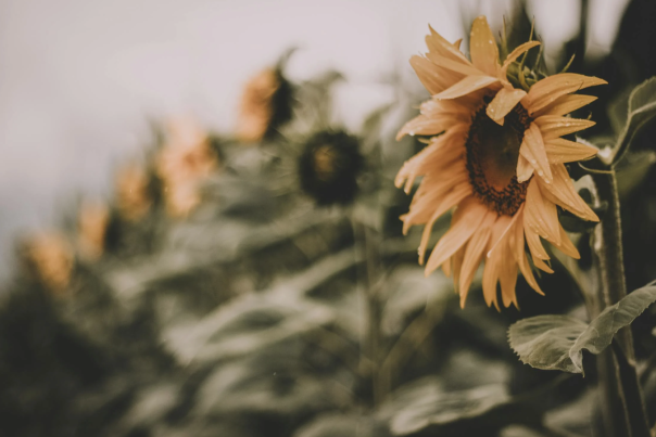 sunflowers