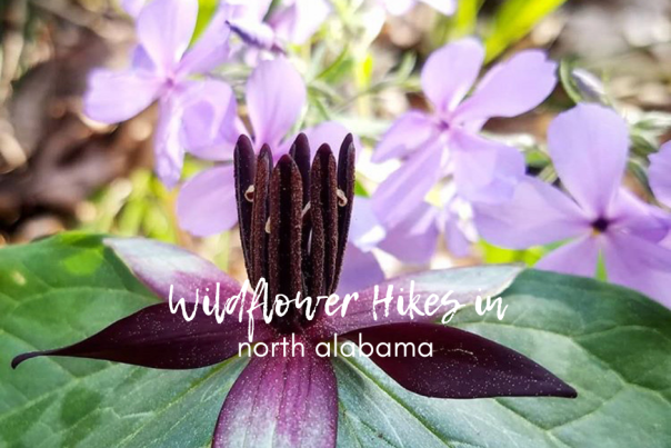 wildflower hikes in north alabama blog cover