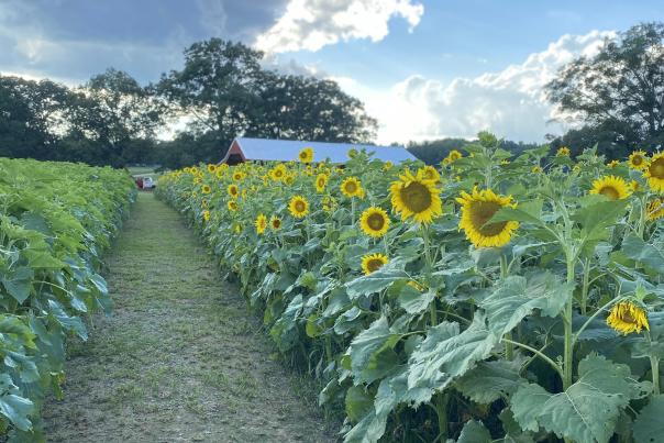 Cornutt Farms Sunflower Field