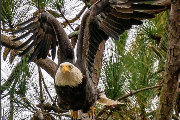 eagle