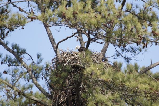 Eagle Awareness