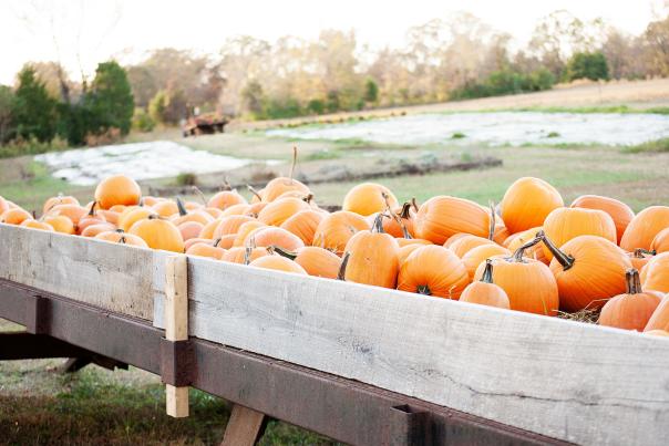 mcgeefarms_DSC_0005.jpg