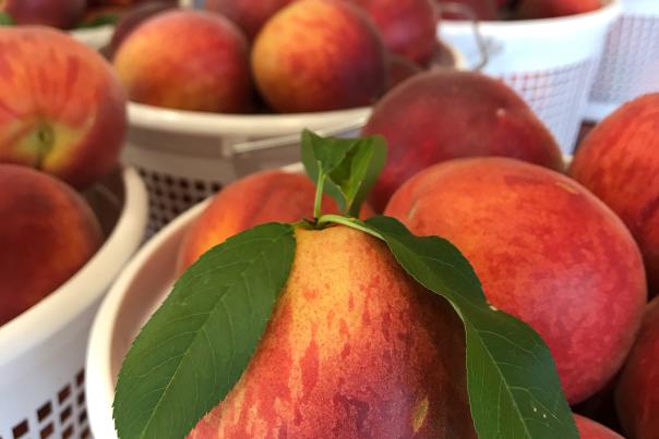 peaches at reeves farm