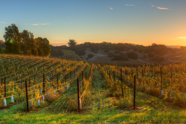 Napa