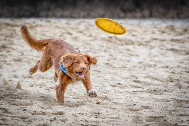 Dog-Frisbee-Rocky-Gap-State-Park-Flinstone-MD