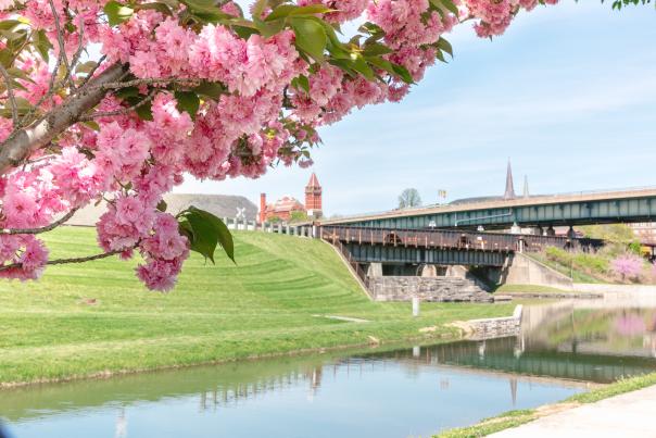 A tree is in bloom with pink flowers in the forefront of the image with a church steeple, and canal water in background.
