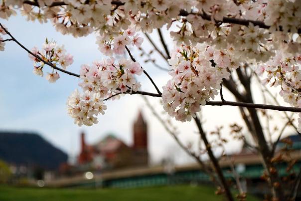 Cherry Blossoms