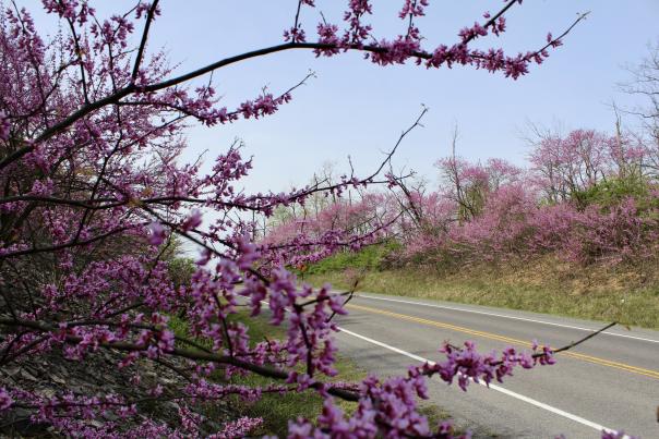 Redbud blooms on tree in foreground with road in background