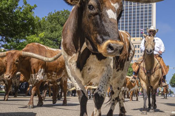 Cattle Drive Winner 2023