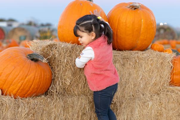 Toddler climbing on haystacks with pumpkins at maxwell's pumpkin farm in amarillo texas