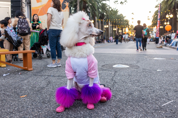 Dog Show in 4th of July Parade and Festivals