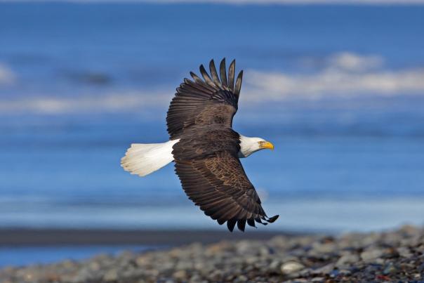 Bald eagle soaring above the water